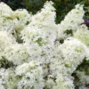 Hortensia Paniculé Dentelle De Gorron ® 1 Hortensia Paniculé Dentelle De Gorron ® -Pas Cher Jard Essy Magasin ren 100542 7 1705048322976