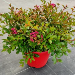 Lilas Des Indes Lilas D'été Mimie® Fuchsia 7 Lilas Des Indes Lilas D'été Mimie® Fuchsia -Pas Cher Jard Essy Magasin ren 101496 4 1706537170920
