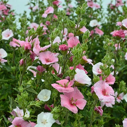 Lavatère Song Bird 3 Lavatère Song Bird