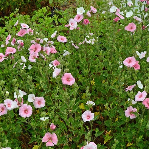 Lavatère Song Bird 4 Lavatère Song Bird – Image 2