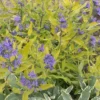 Caryopteris Worcester Gold -Pas Cher Jard Essy Magasin ren 104060 3