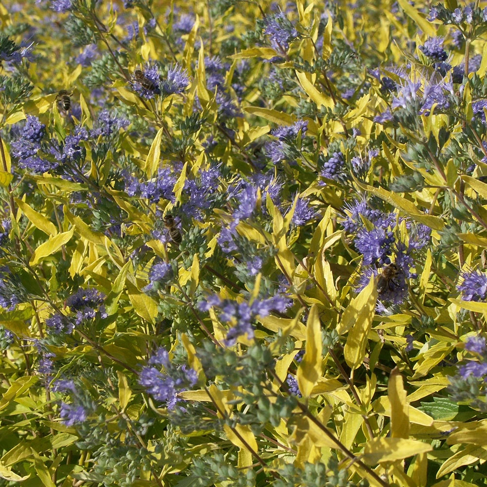 Caryopteris Worcester Gold 4 Caryopteris Worcester Gold – Image 2