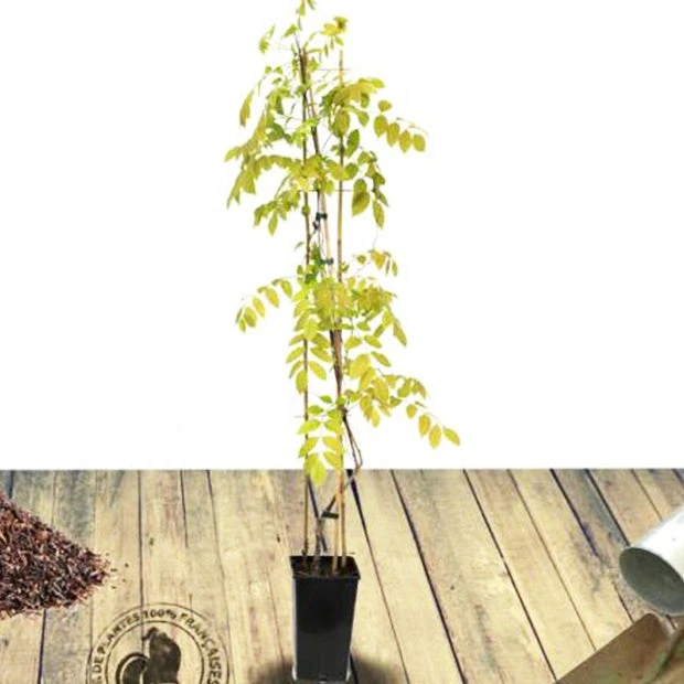 Glycine De Chine Caroline 6 Glycine De Chine Caroline – Image 4