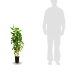 Glycine De Chine Caroline 12 Glycine De Chine Caroline -Pas Cher Jard Essy Magasin tra 41396 6