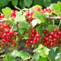 Groseillier Jonkheer Van Tets -Pas Cher Jard Essy Magasin tra 71046 7