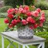 5 Bégonias Retombants Parfumés Pink Delight 1 5 Bégonias Retombants Parfumés Pink Delight -Pas Cher Jard Essy Magasin tro 100570 2 scaled