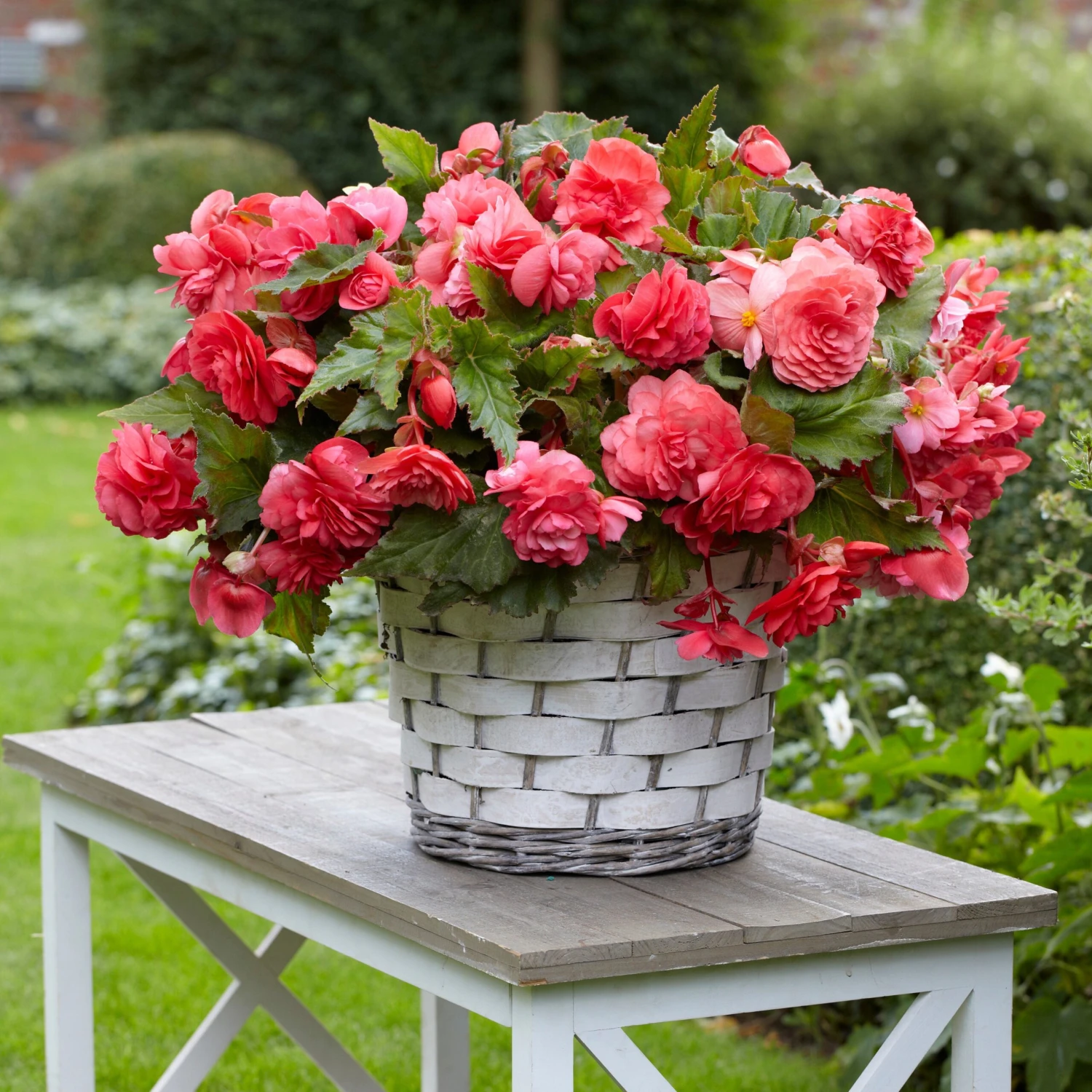 5 Bégonias Retombants Parfumés Pink Delight 2 5 Bégonias Retombants Parfumés Pink Delight