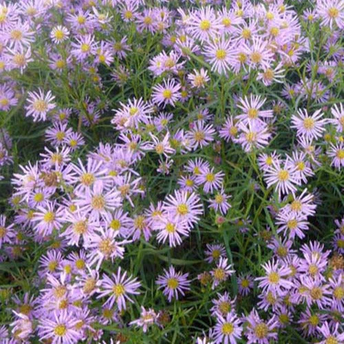 3 Asters Pink Star 3 3 Asters Pink Star