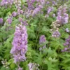 3 Delphiniums Géants Astolat 2 3 Delphiniums Géants Astolat -Pas Cher Jard Essy Magasin vds 101897 1 1706542231866