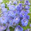 3 Delphiniums Géants Camelliard 1 3 Delphiniums Géants Camelliard -Pas Cher Jard Essy Magasin vds 101900 2 1706538109034