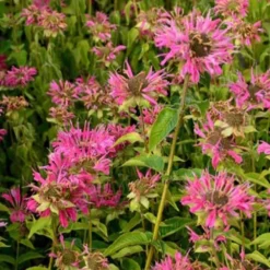 3 Monardes Marshall's Delight