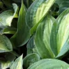 Hosta Striptease 2 Hosta Striptease -Pas Cher Jard Essy Magasin vds 104387 1