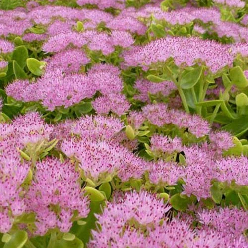 3 Sedum Brillant 3 3 Sedum Brillant