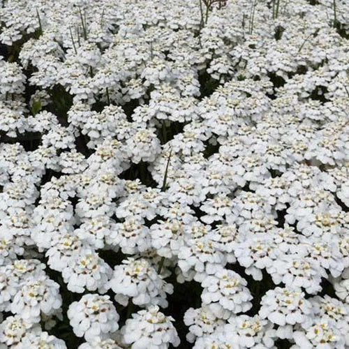 3 Thlaspi Toujours Vert Schneeflocke Corbeilles D'argents 3 3 Thlaspi Toujours Vert Schneeflocke Corbeilles D'argents