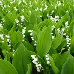 Muguet Blanc 9 Muguet Blanc -Pas Cher Jard Essy Magasin vds 25916 9 1705410385291