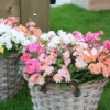 3 Lewisia Elise En Mélange -Pas Cher Jard Essy Magasin vdv 104626 2
