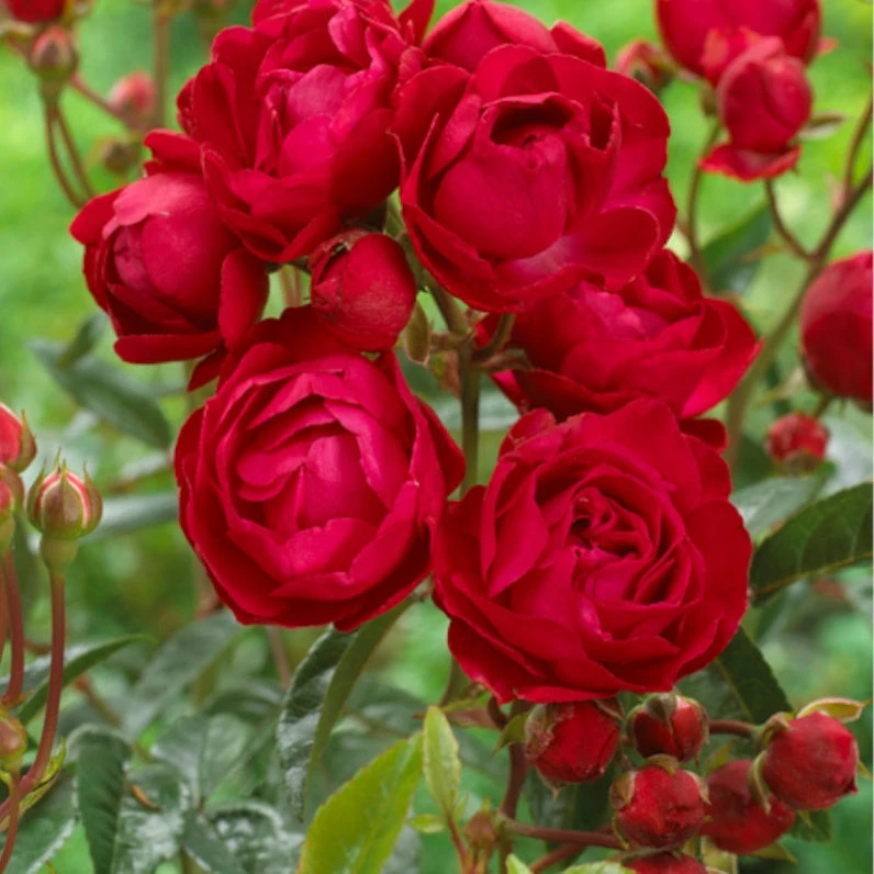 Rosier Fête Des Mères 3 Rosier Fête Des Mères