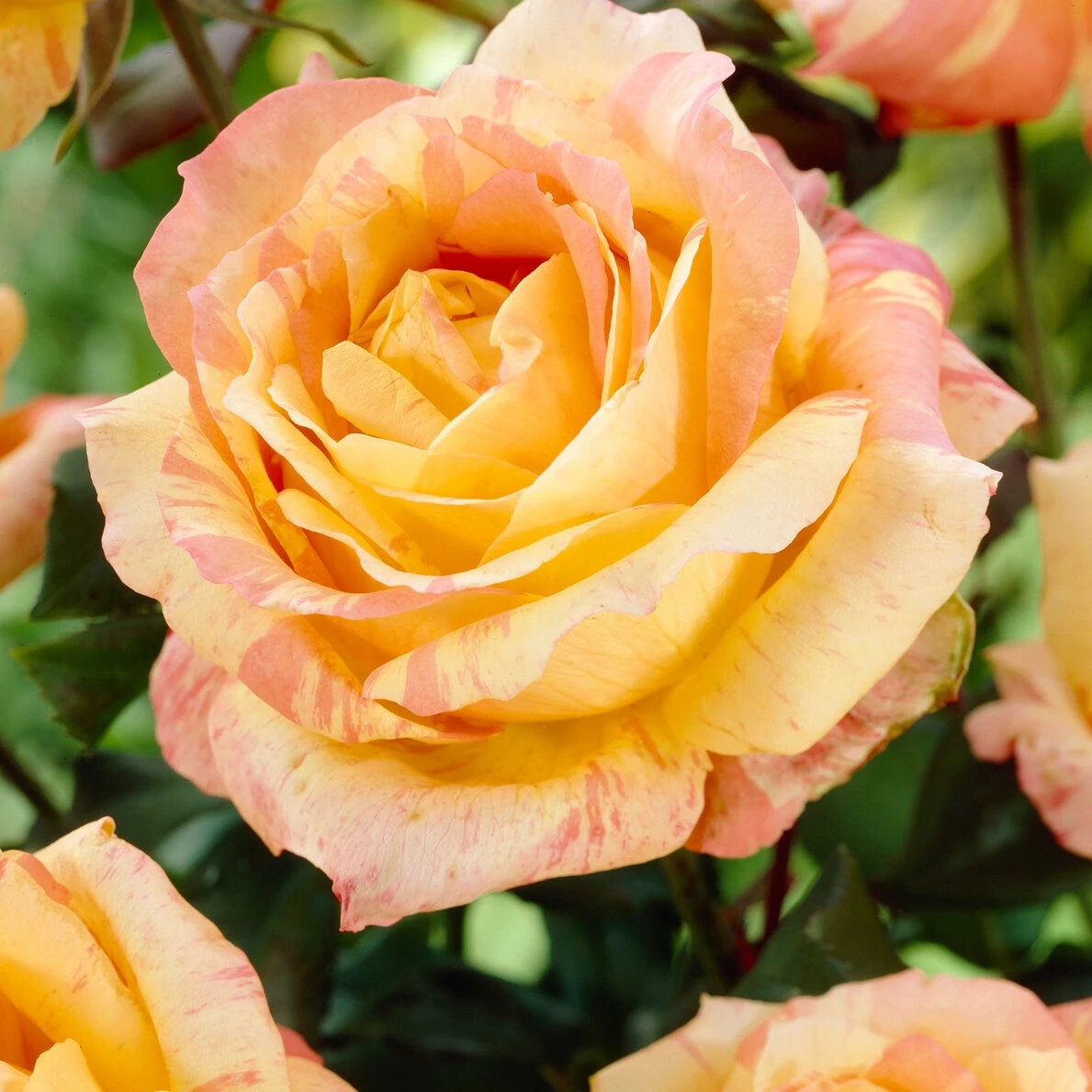 Rosier André Willemse 3 Rosier André Willemse