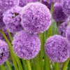 2 Alliums His Excellency -Pas Cher Jard Essy Magasin wil 103398 1