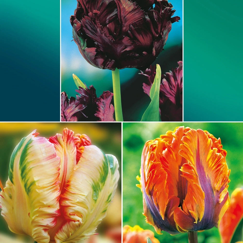 Collection De 24 Tulipes Perroquet : Princesse Irene, Black Parrot, Apric 3 Collection De 24 Tulipes Perroquet : Princesse Irene, Black Parrot, Apric
