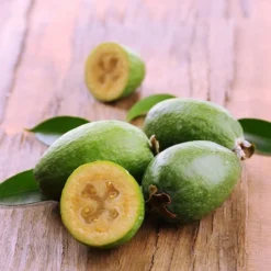 Goyavier Du Bresil -Pas Cher Jard Essy Magasin wil 105475 7