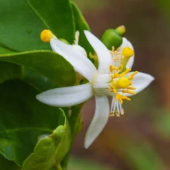 Combava -Pas Cher Jard Essy Magasin wil 105918 4