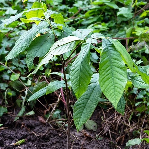 Asiminier Triloba 8 Asiminier Triloba – Image 6