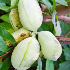 Asiminier Triloba 15 Asiminier Triloba -Pas Cher Jard Essy Magasin wil 106395 7