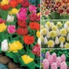 100 Bulbes De Printemps 1 100 Bulbes De Printemps -Pas Cher Jard Essy Magasin wil 112220 1
