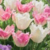 Collection De 20 Tulipes Huis Ten Bosch Et Noordeinde -Pas Cher Jard Essy Magasin wil 89296 3