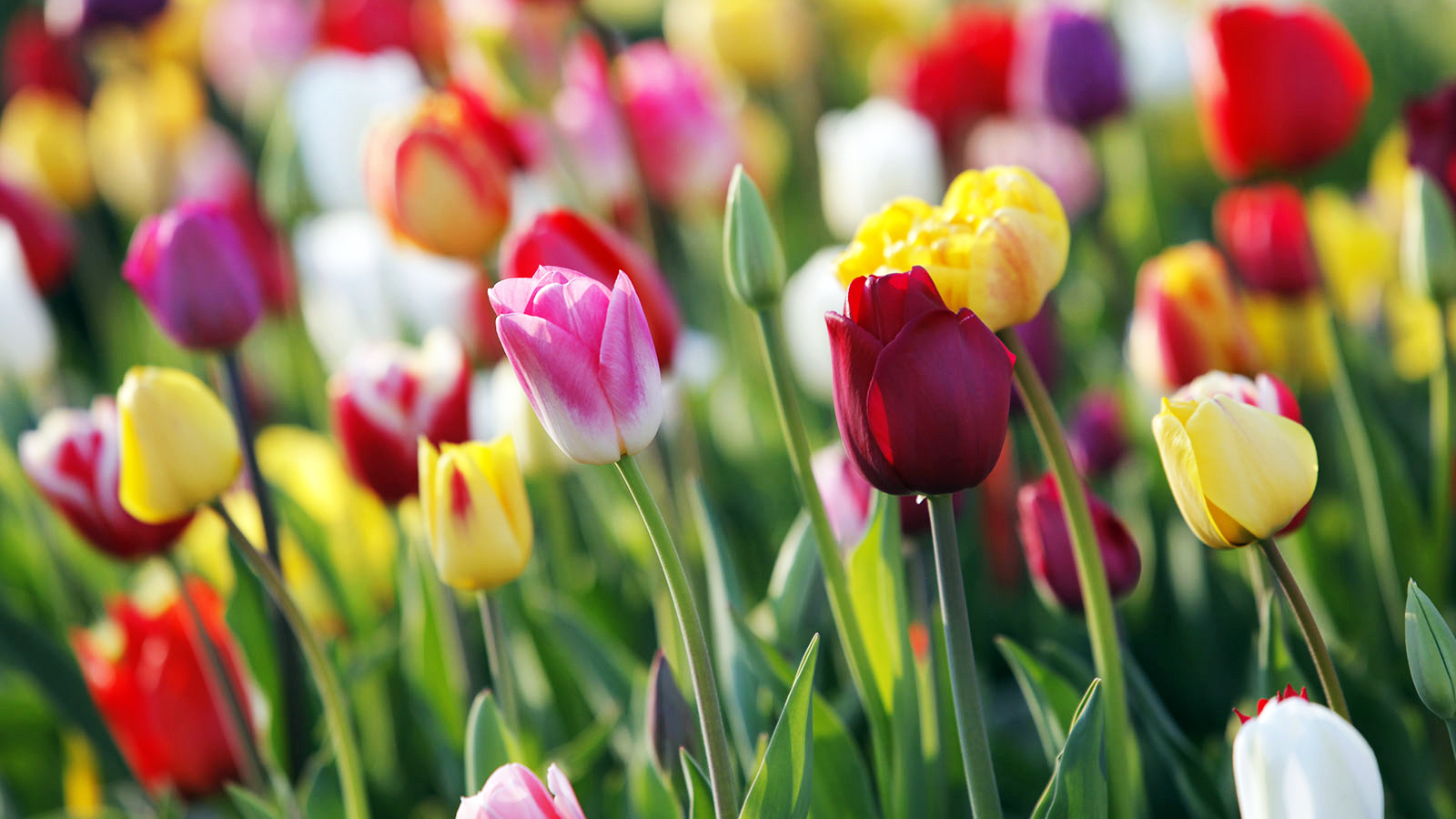 Pas Cher Jard Essy Magasin -Pas Cher Jard Essy Magasin Blumenzwiebeln Fruhjahr